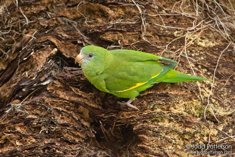 White-winged Parakeet, Miami-Dade County, Florida, United States